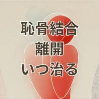 恥骨結合離開はいつ治るかを示す図解