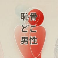 恥骨はどこにあるのかを示す男性の骨盤イラスト